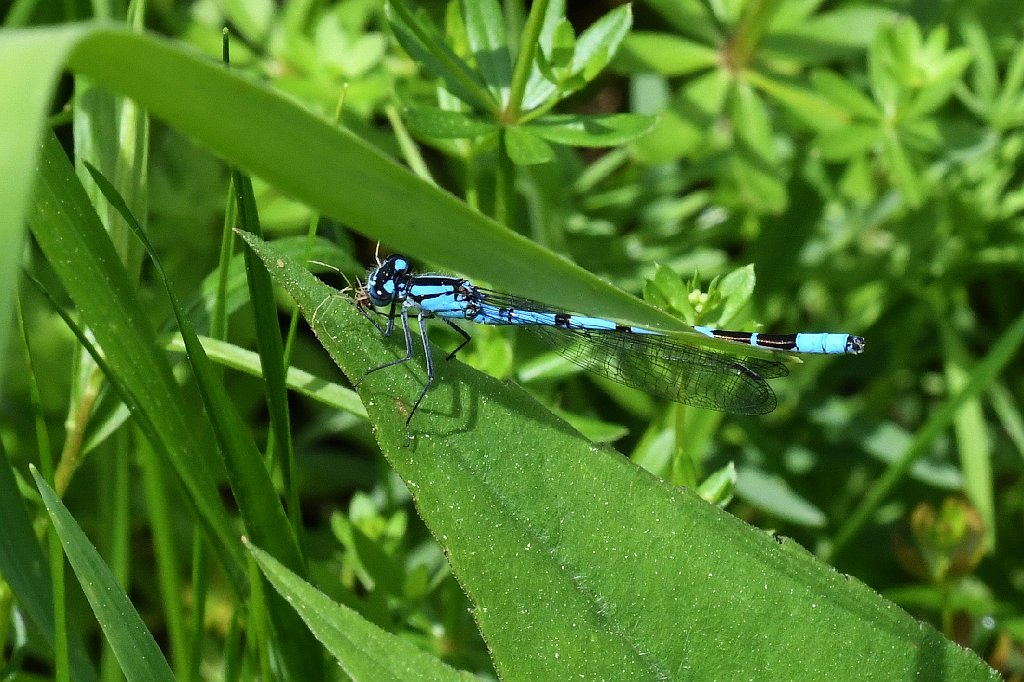 071 2017-06080144 Broad Meadow Brook, MA.JPG - Northern Bluet Damselfly (Enallagma cyathigerum). Broad Meadow Brook WIldlife Sanctuary, MA, 6-8-2017